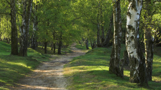 Dirt road forest bridge nature - a forest area free wallpaper