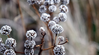 Snow flower branch macro winter - a.b. frost free wallpaper for desktop