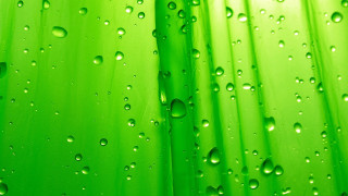 Green water drop bubble macro - a close up free wallpaper