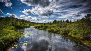 River lake forest clouds lilies - a swampy area free wallpaper