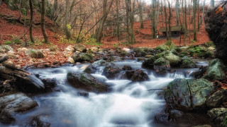 Small stream forest rocks trees - a small stream free wallpaper