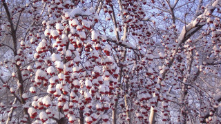 Snow berries tree flowers blood - berry free wallpaper