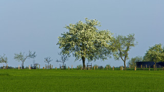 Tree fence sky bench nature - a tree in a field free wallpaper
