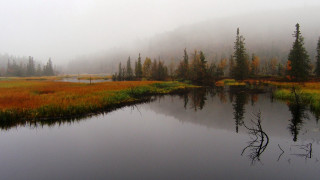 Foggy lake woods trees mist - a foggy day free wallpaper