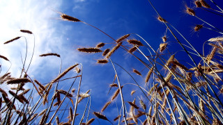 Blue sky tall grass clouds - free flowers wallpaper