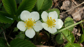 Two white flowers yellow centers 2 - two white flower free wallpaper