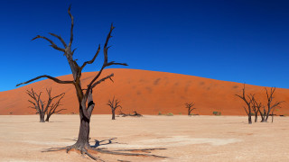 Barren desert dead trees blue - barren free wallpaper