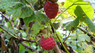 Raspberries forest leaves branches bush - raspberry free wallpaper