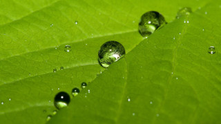 Green leaf water droplets macro 3 - the leaf free wallpaper