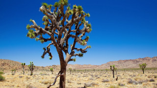 Large cactus desert mountains blue - large free wallpaper