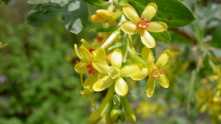 Yellow flowers branch green leaves - yellow flower free wallpaper