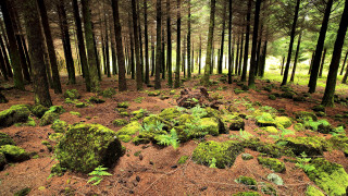 Mossy forest rocks trees overgrown - free forest wallpaper
