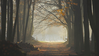 Forest path trees leaves fog - a path in a forest free wallpaper