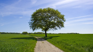 Tree road field clouds bench - david inshaw free wallpaper