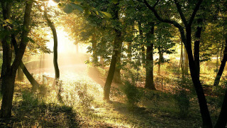 Forest path bench autumn nature - a bench in the middle free wallpaper