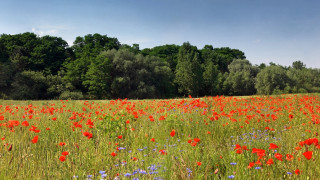 Red flower field blue sky 2 - blue sky in the background free wallpaper