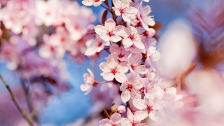 Cherry blossoms pink flowers macro - a few pink flower free wallpaper