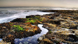 Rocky shore ocean plants sunset - green plant free wallpaper