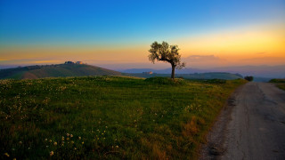 Lone tree grassy hill sunset 5 - a grassy field in the foreground free wallpaper