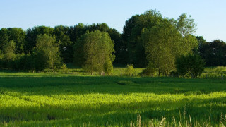 Field trees grass blue sky 7 - the background and grass free wallpaper