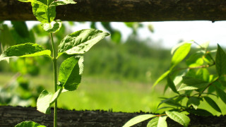 Plant log fence garden green - in the foreground free wallpaper