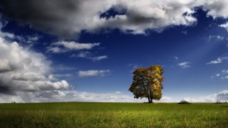 Lone tree field cloudy sky 21 - a lone tree in a field under a cloudy sky free wallpaper