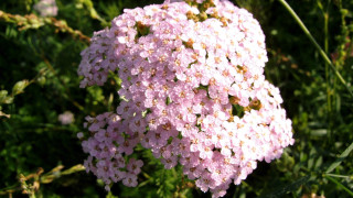 Pink flowers bee macro blurry - a bee free wallpaper