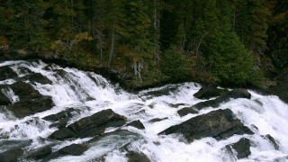 Man waterfall bear forest mountain - free mountains wallpaper