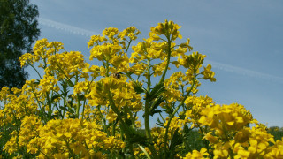 Yellow flower field blue sky 12 - a plane in the distance free wallpaper