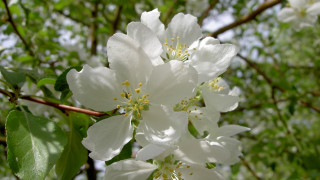 White flower green leaves bokeh 2 - a tree branch in the sun light of the day free wallpaper
