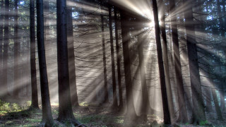 Forest sunbeams bench nature light - sunbeam free wallpaper for desktop