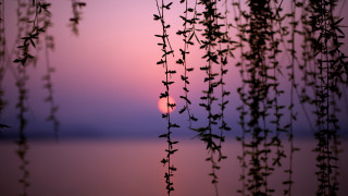 Sunset leaves water forest bamboo - arthur pan free wallpaper