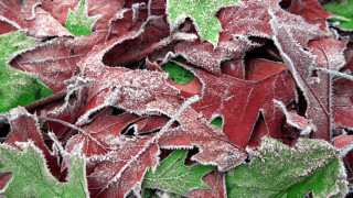 Red leaves frosty forest nature - frosty free wallpaper