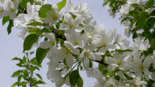 White flower tree branch green - white flower free wallpaper