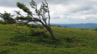Tree hill grass mountains clouds - a hill side free wallpaper