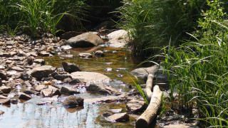Lush forest stream rocks bamboo - rock and grass free wallpaper