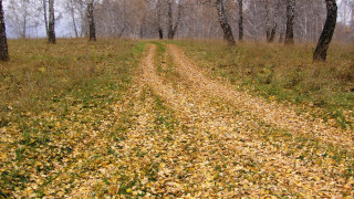 Dirt road forest autumn leaves 2 - art free wallpaper