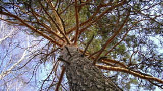 Tall bare branching tree sky - branch free wallpaper for desktop