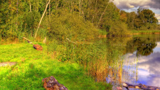 Lake trees grass fallen log - flora macdonald reid free wallpaper