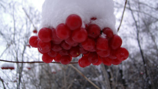 Berry snow branch nature autumn - snow and ice free wallpaper for desktop