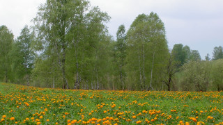 Flower field autumn sky trees - panoramic view free wallpaper