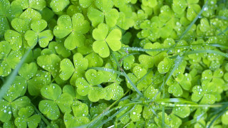 Green clovers water droplets macro 2 - free rain wallpaper