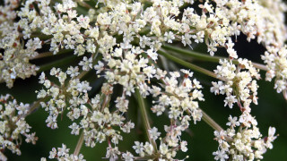 White flower close up green - fine foliage lace free wallpaper