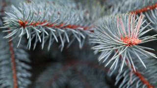 Pine tree red needles bokeh - a close up of a pine tree free wallpaper