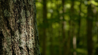 Mossy tree forest bird shallow 2 - green tree free wallpaper