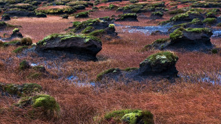 Mossy rocks field water sunset 2 - rock and grass free wallpaper