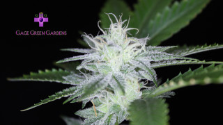 Cag green gardens macro holography - a green plant free wallpaper