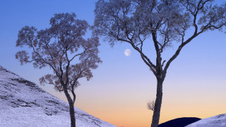 Snowy trees moon hill winter - a couple of trees free wallpaper