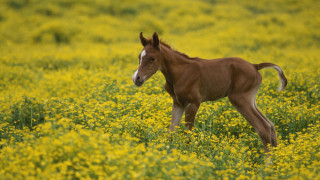 Small horse field yellow flowers - majestic free wallpaper