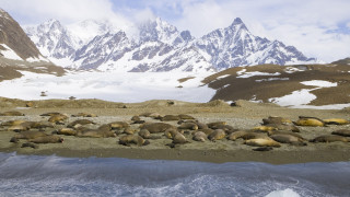 Sea lions sand mountains snow - the mountain free wallpaper for desktop